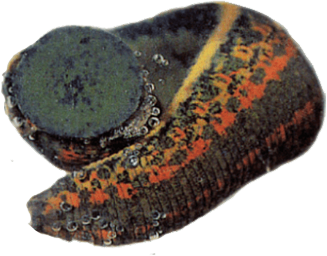 Bildzeichen Naturheilpraxis Bunjes