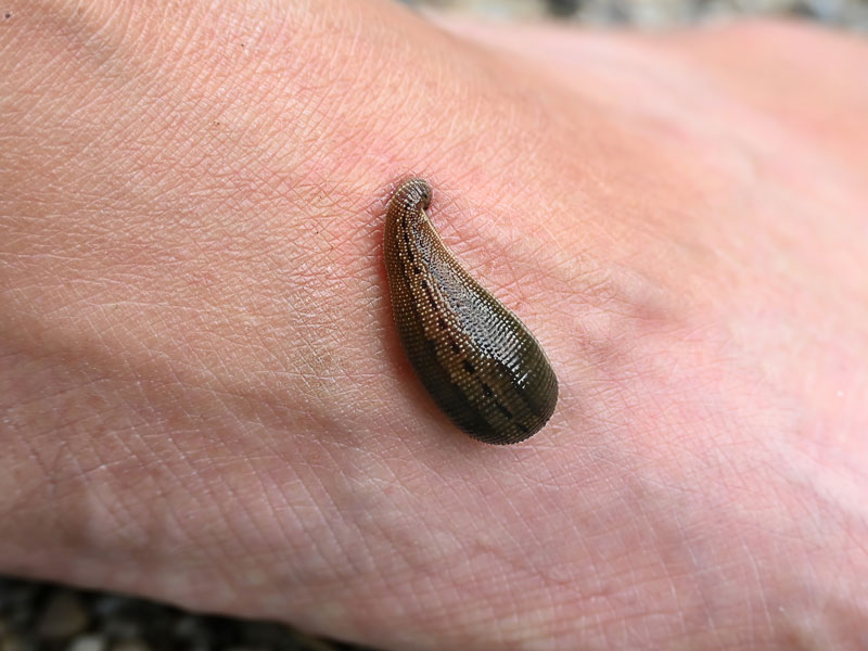 Blutegel saugt auf menschlicher Haut