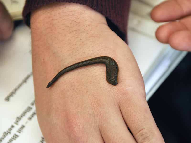 Blutegel auf dem Handrücken einer Person