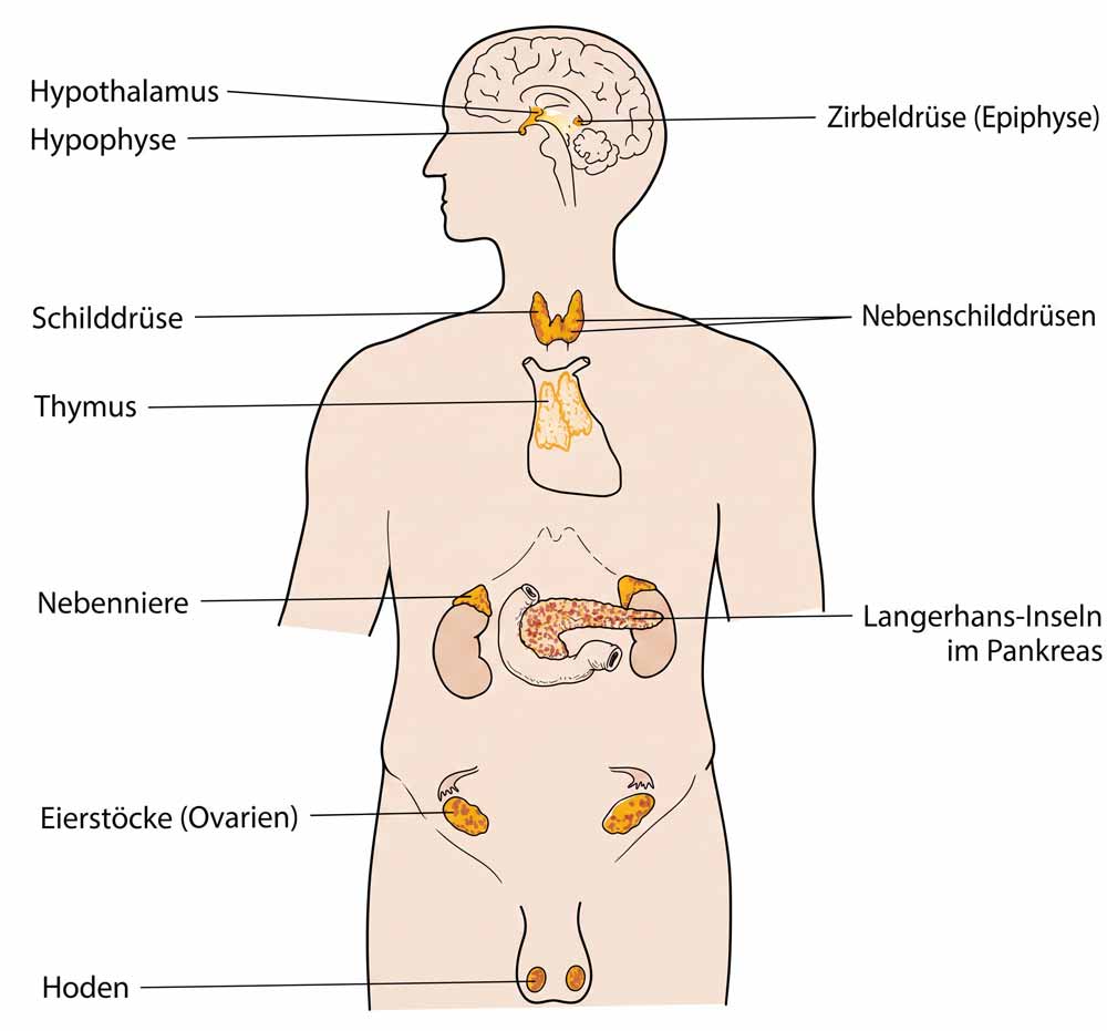 naturheilpraxis bunjes leistung sos der hormone schaubild